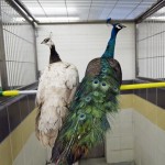 Peter the Peacock is apprehended